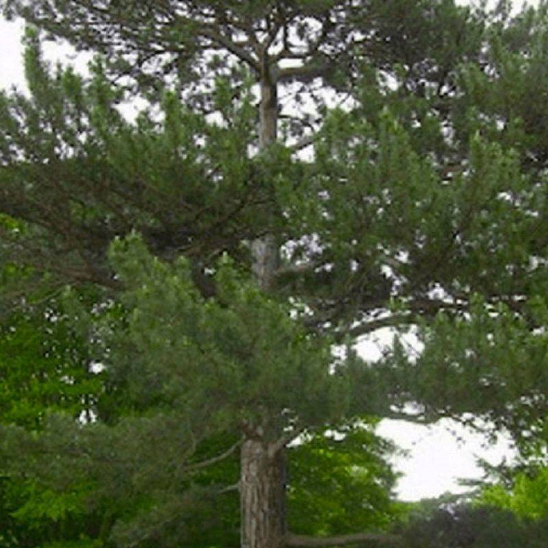 Pin de Salzmann (Pinus nigra subsp. salzmannii) - Godet - Taille 13/25cm - Pépinières Naudet - Image 1