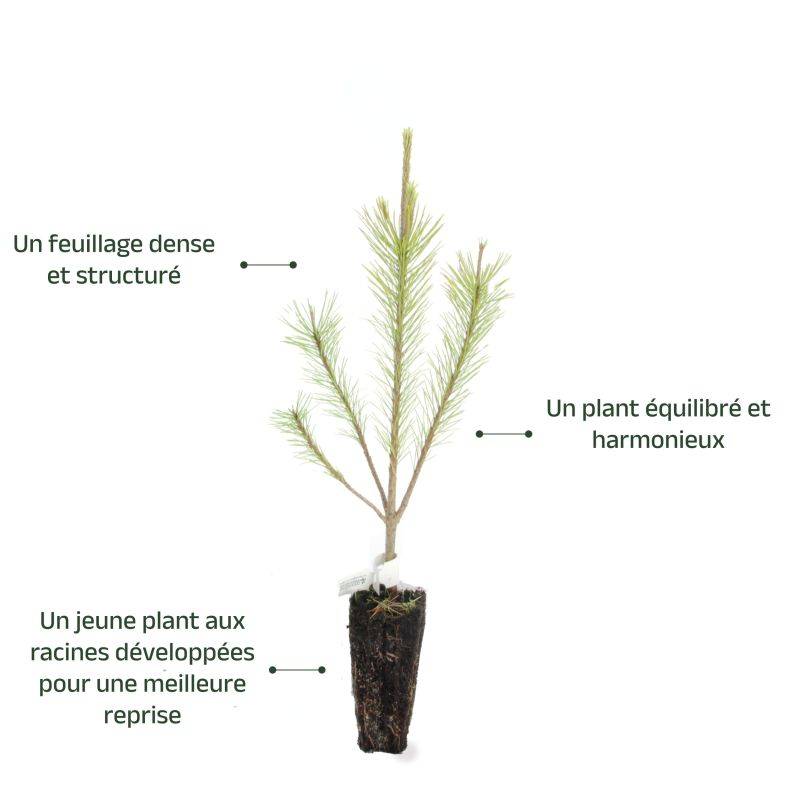 Pin de Salzmann (Pinus nigra subsp. salzmannii) - Godet - Taille 13/25cm - Pépinières Naudet - Image 4