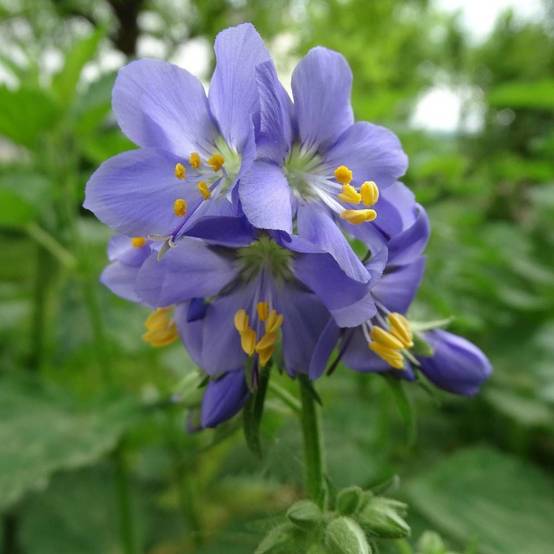 Polémoine bleue, Polemonium, Valériane à fleurs Bleue - feuillage Caduc - Godet - 5/20 cm- hauteur à maturité De 0,50 m à 1,00 m - Image 1