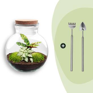 Terrarium à composer bouteille en verre recyclé - Ø25-H26cm - avec râteau et pelle - Calathea White - Terrarium DIY