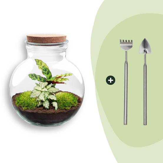 Terrarium à composer bouteille en verre recyclé - Ø25-H26cm - avec râteau et pelle - Calathea White - Terrarium DIY - Image 1