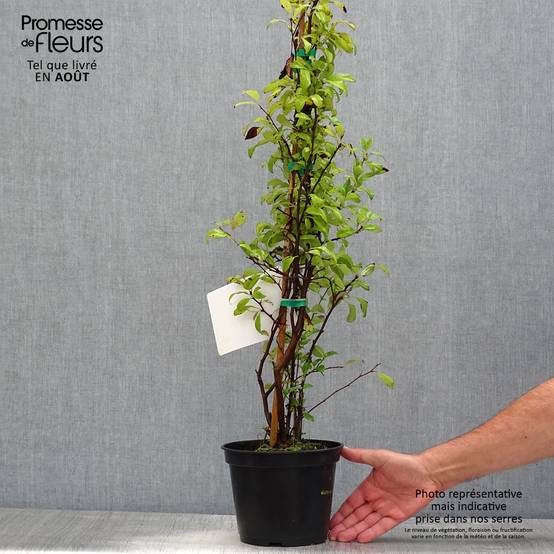 Promesse de Fleurs - Cognassier du Japon Nivalis - Chaenomeles speciosa Pot de 2L/3L - Image 2