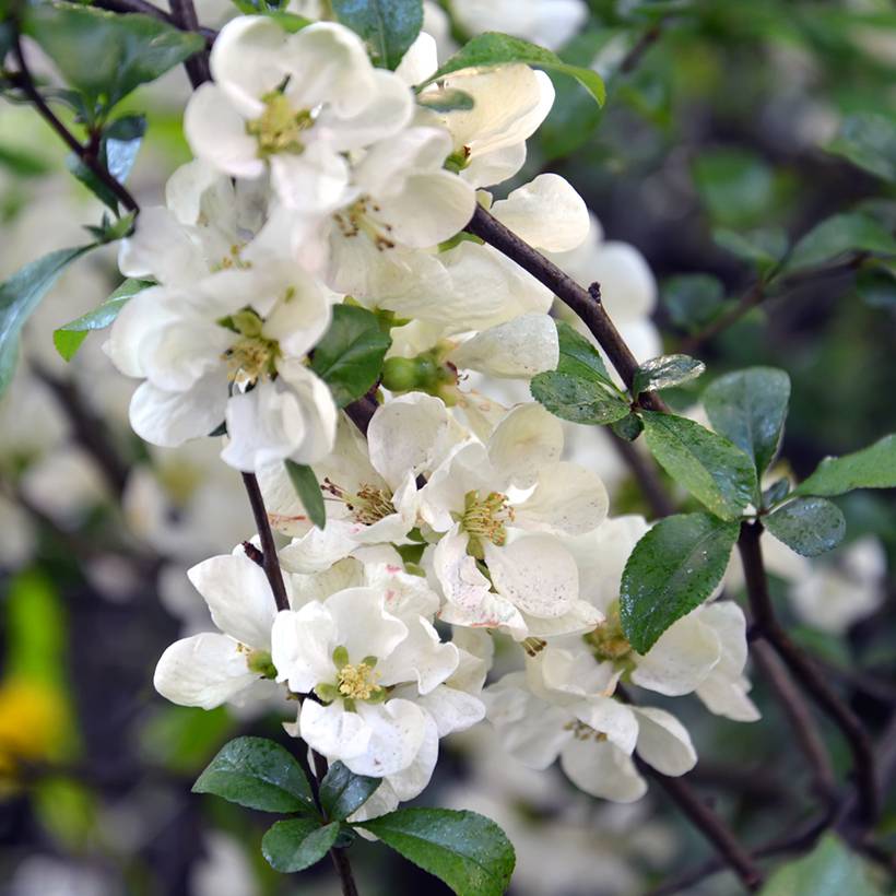 Promesse de Fleurs - Cognassier du Japon Nivalis - Chaenomeles speciosa  Pot de 2L/3L - Image 1