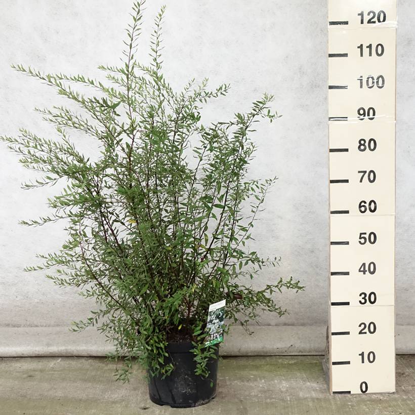 Promesse de Fleurs - Spiraea cinerea Graciosa-Spirée dentelée Pot de 7,5L/10L - Image 2