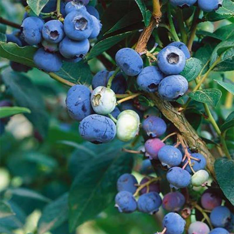 Myrtillier Brigitta Blue Bio Pot de 1,5L/2L, Buisson