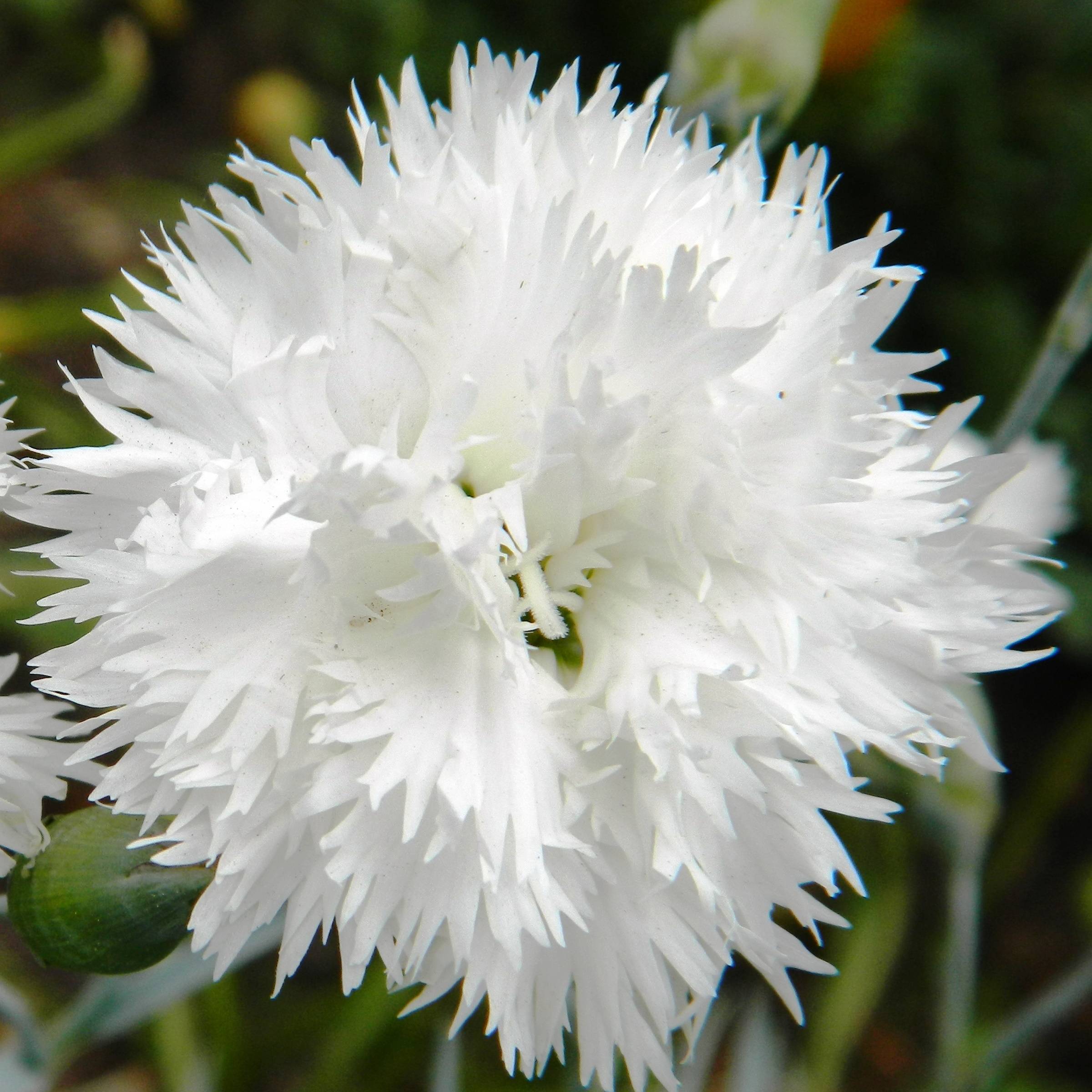 Promesse de Fleurs - Dianthus plumarius Flore Pleno Albus - Oeillet migardise blanc double Godet de 8/9 cm