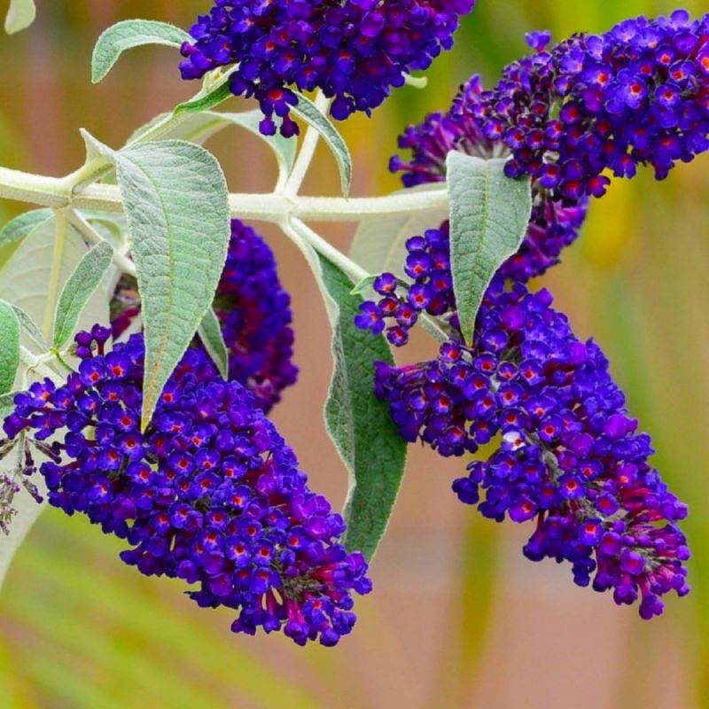Arbre aux papillons 'Black Knight' (Buddleja davidii 'Black Knight') - Godet - Taille 20/40cm - Pépinières Naudet - Image 1