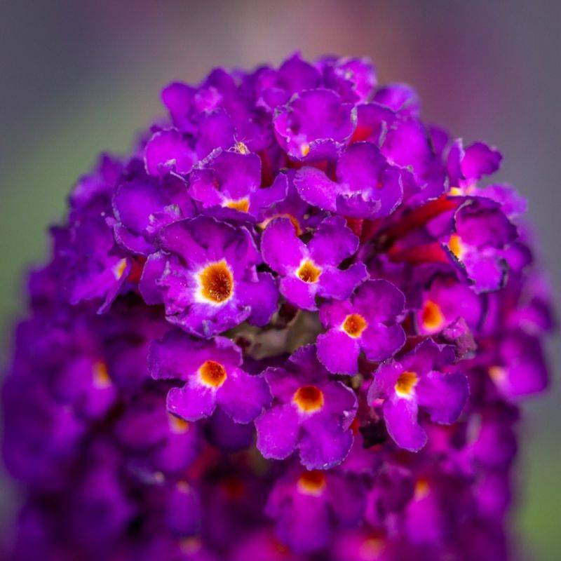 Arbre aux papillons 'Black Knight' (Buddleja davidii 'Black Knight') - Godet - Taille 20/40cm - Pépinières Naudet - Image 2