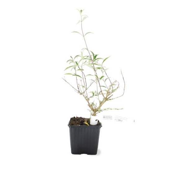 Arbre aux papillons 'Black Knight' (Buddleja davidii 'Black Knight') - Godet - Taille 20/40cm - Pépinières Naudet - Image 3