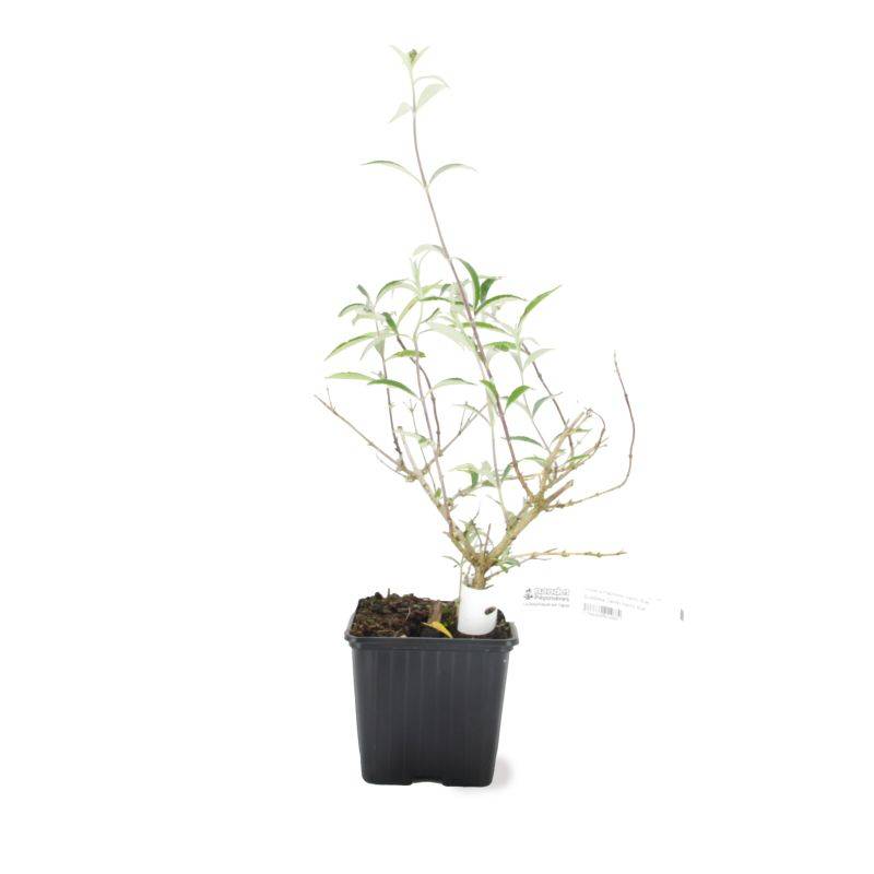 Arbre aux papillons 'Black Knight' (Buddleja davidii 'Black Knight') - Godet - Taille 20/40cm - Pépinières Naudet - Image 3