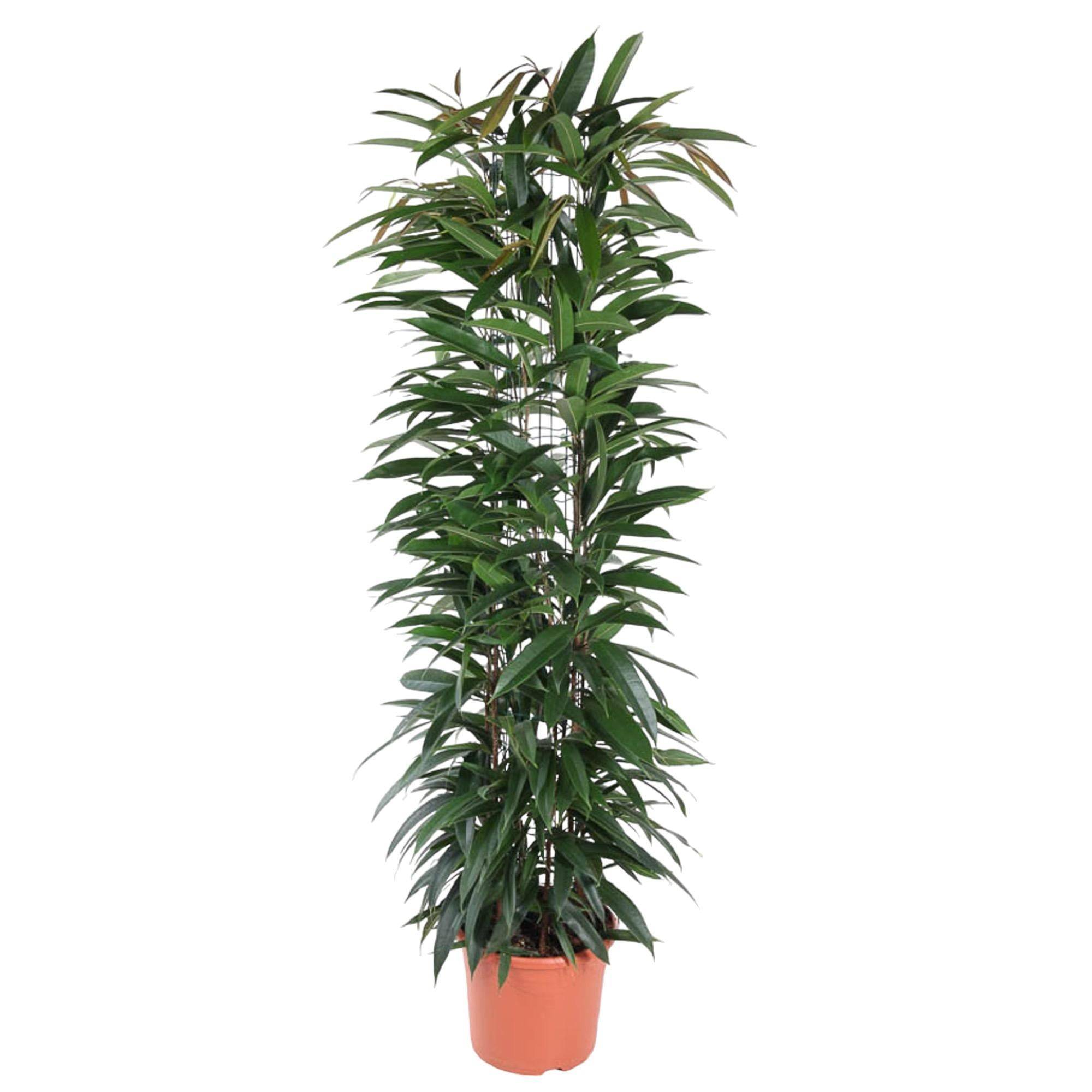 La Green Touch - Ficus Alii King - 150 cm - ø29 150cm - Plante d'intérieur- La Green Touch - Image 3
