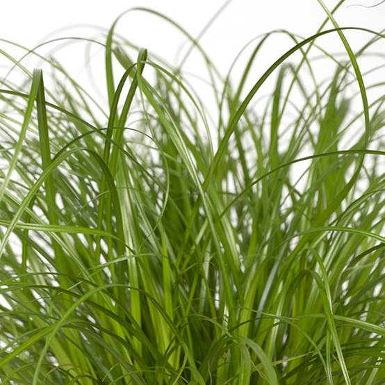 La Green Touch - Herbe à chat 20cm - Plante d'intérieur- La Green Touch - Image 5