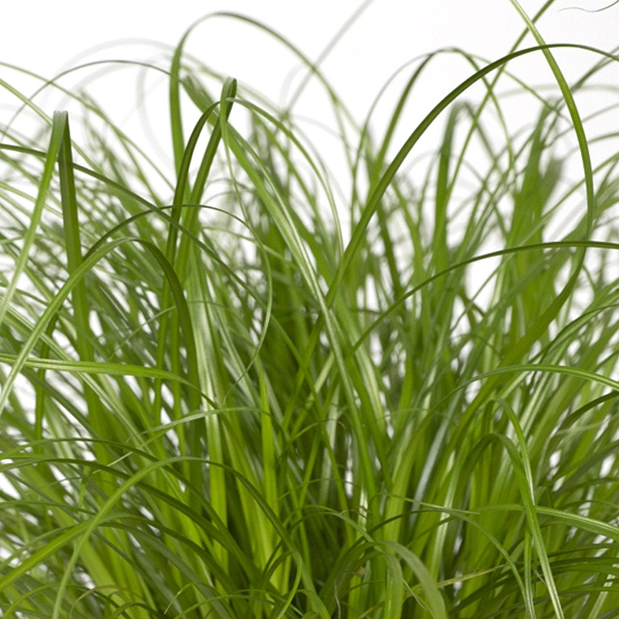 La Green Touch - Herbe à chat 20cm - Plante d'intérieur- La Green Touch - Image 5