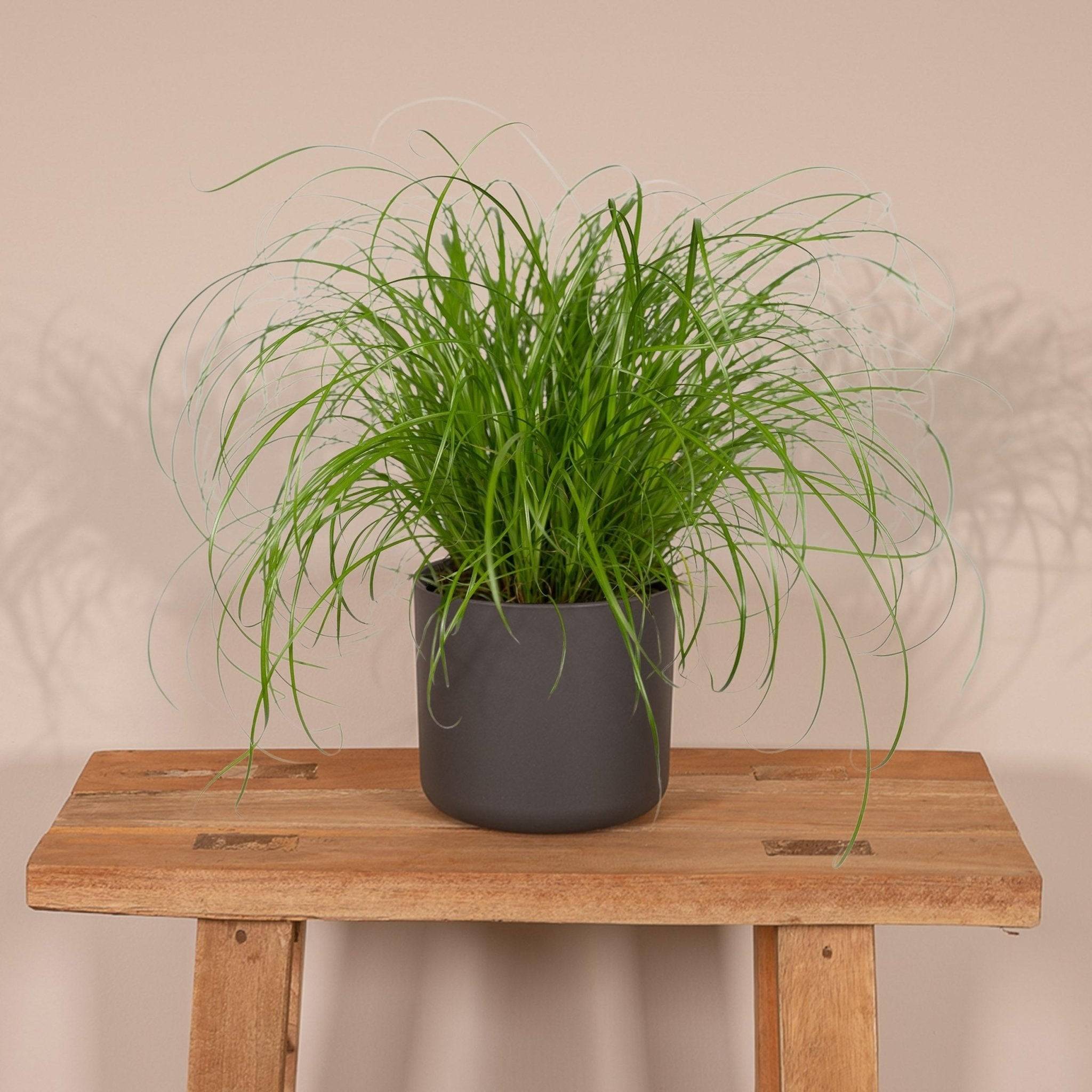 La Green Touch - Herbe à chat 20cm - Plante d'intérieur- La Green Touch - Image 4