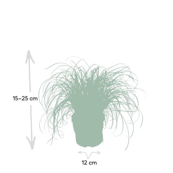 La Green Touch - Herbe à chat 20cm - Plante d'intérieur- La Green Touch - Image 6