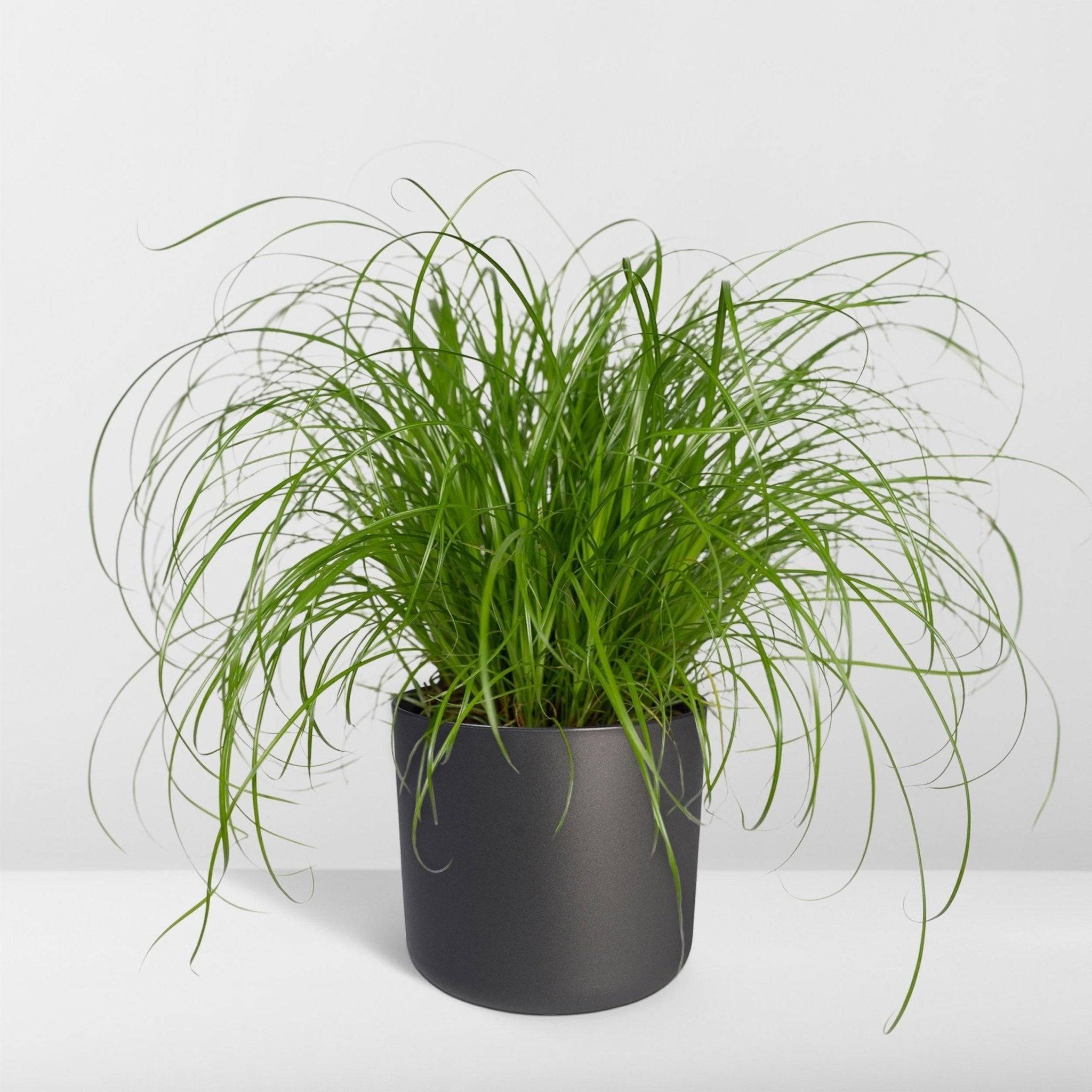 La Green Touch - Herbe à chat 20cm - Plante d'intérieur- La Green Touch - Image 9