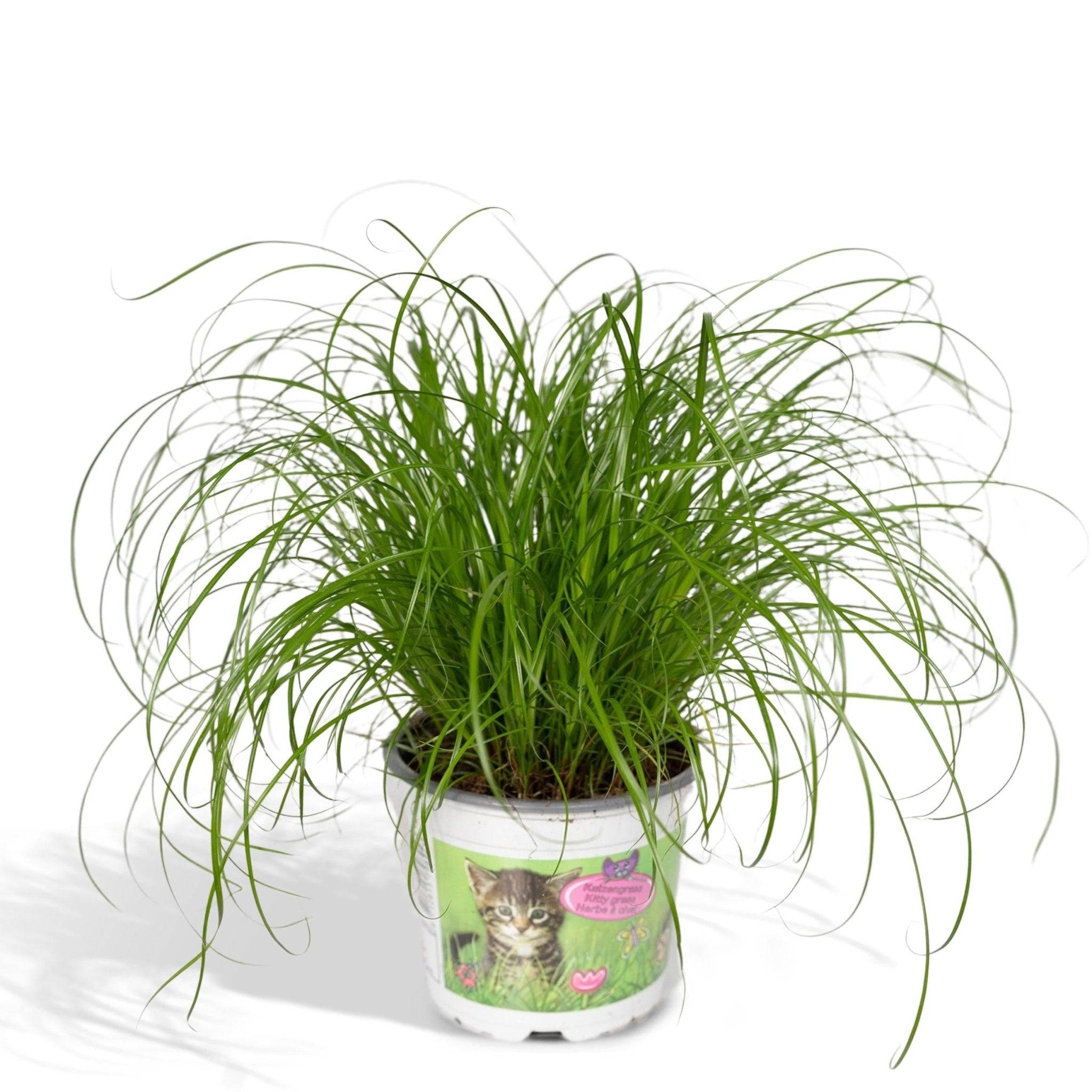 La Green Touch - Herbe à chat 20cm - Plante d'intérieur- La Green Touch - Image 3