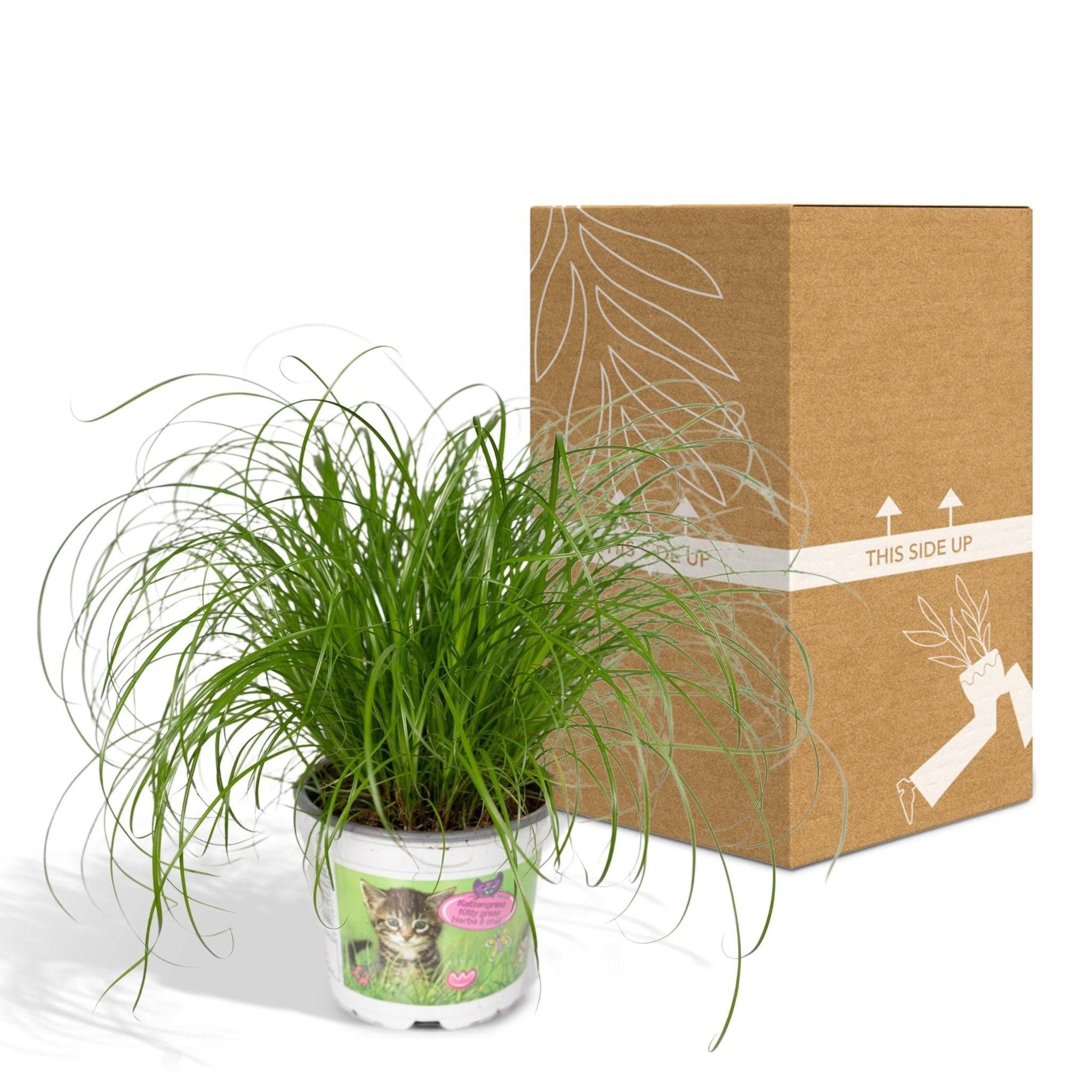 La Green Touch - Herbe à chat 20cm - Plante d'intérieur- La Green Touch - Image 7