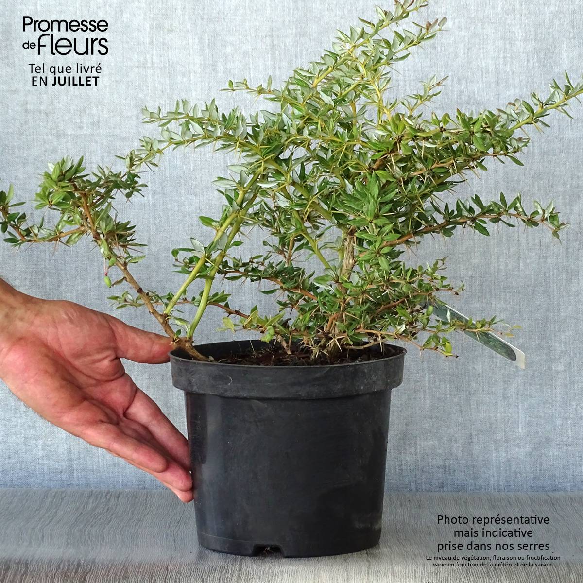 Berberis frikartii Amstelveen - Epine-vinette de Frikart. Pot de 2L/3L - Image 2
