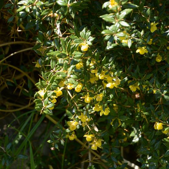 Berberis frikartii Amstelveen - Epine-vinette de Frikart. Pot de 2L/3L - Image 1