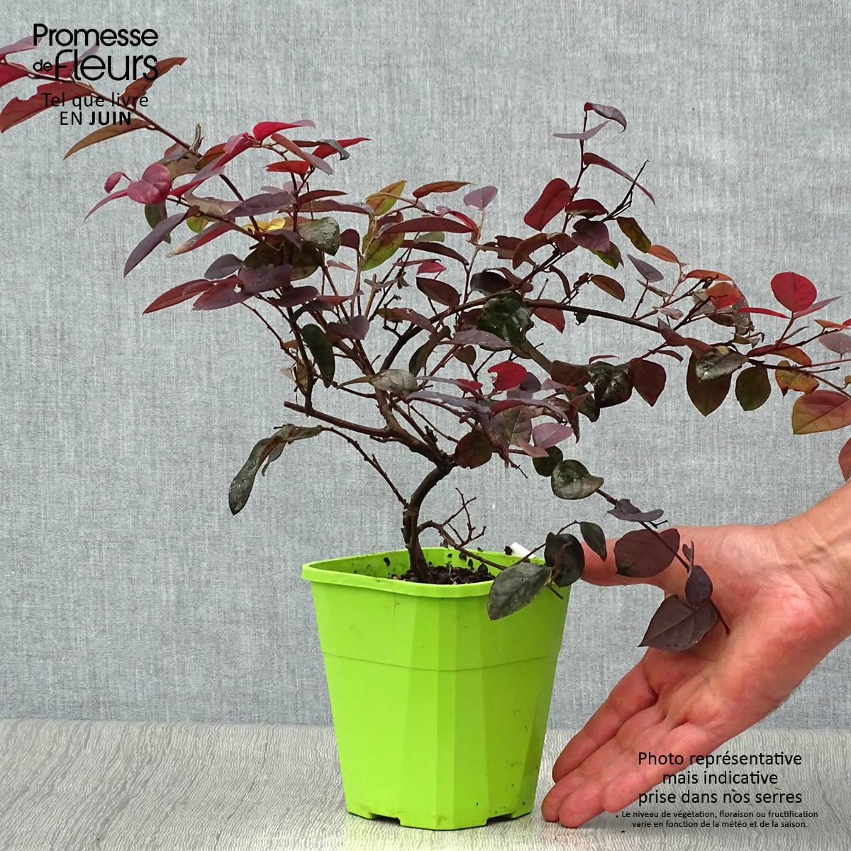 Promesse de Fleurs - Loropetalum chinense Plum Gorgeous Pot de 2L/3L - Image 2