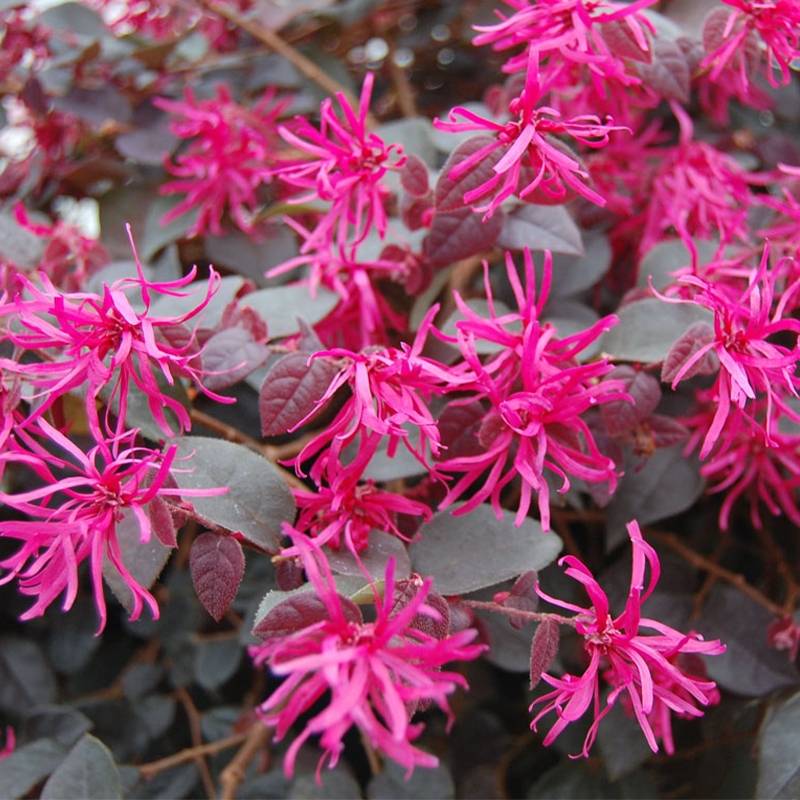 Promesse de Fleurs - Loropetalum chinense Plum Gorgeous Pot de 2L/3L - Image 1