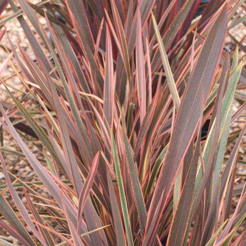 Lin de Nouvelle-Zélande Rainbow Queen, Phormium - Pot de 4L - 40/60 cm