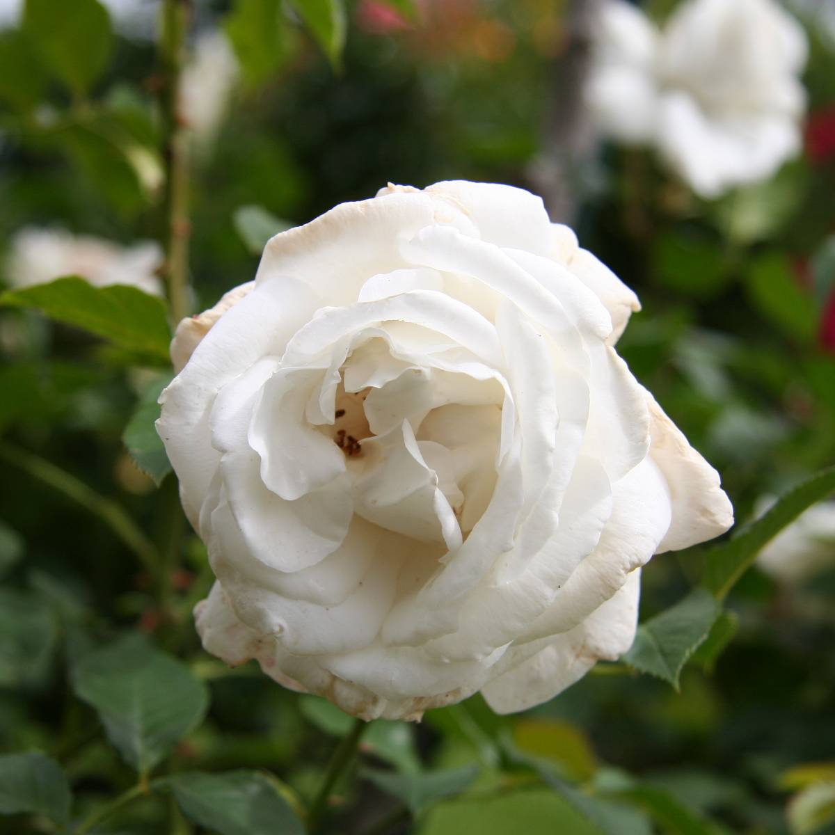 Promesse de Fleurs - Rosier à grandes fleurs Annapurna Racines nues en motte