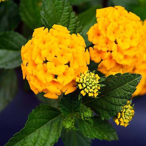 Lantana Chapel Hill Yellow Pot de 2L/3L