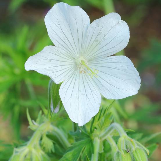 Géranium vivace pratense Galactic - Géranium des près blanc Godet de 8/9 cm