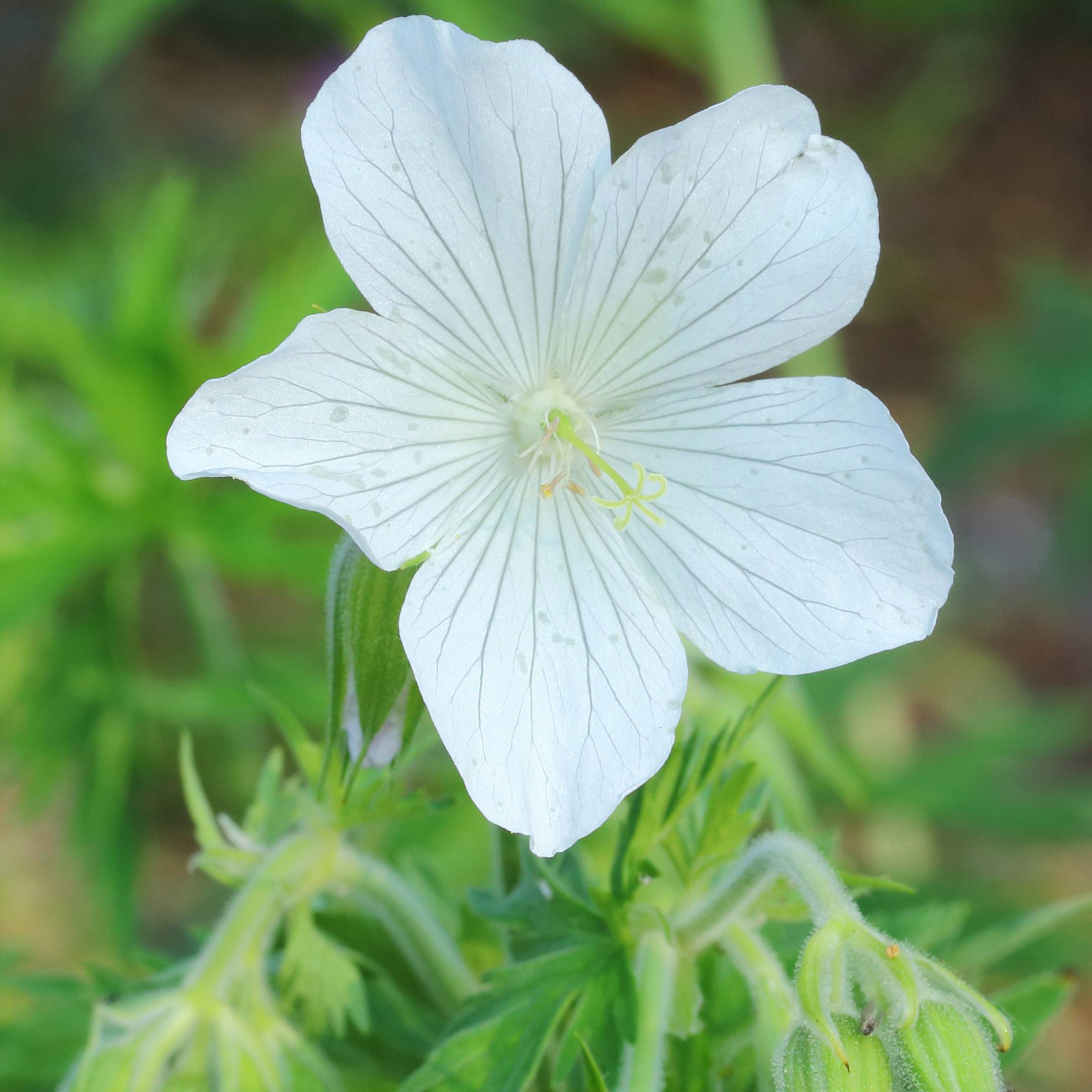 Géranium vivace pratense Galactic - Géranium des près blanc Godet de 8/9 cm