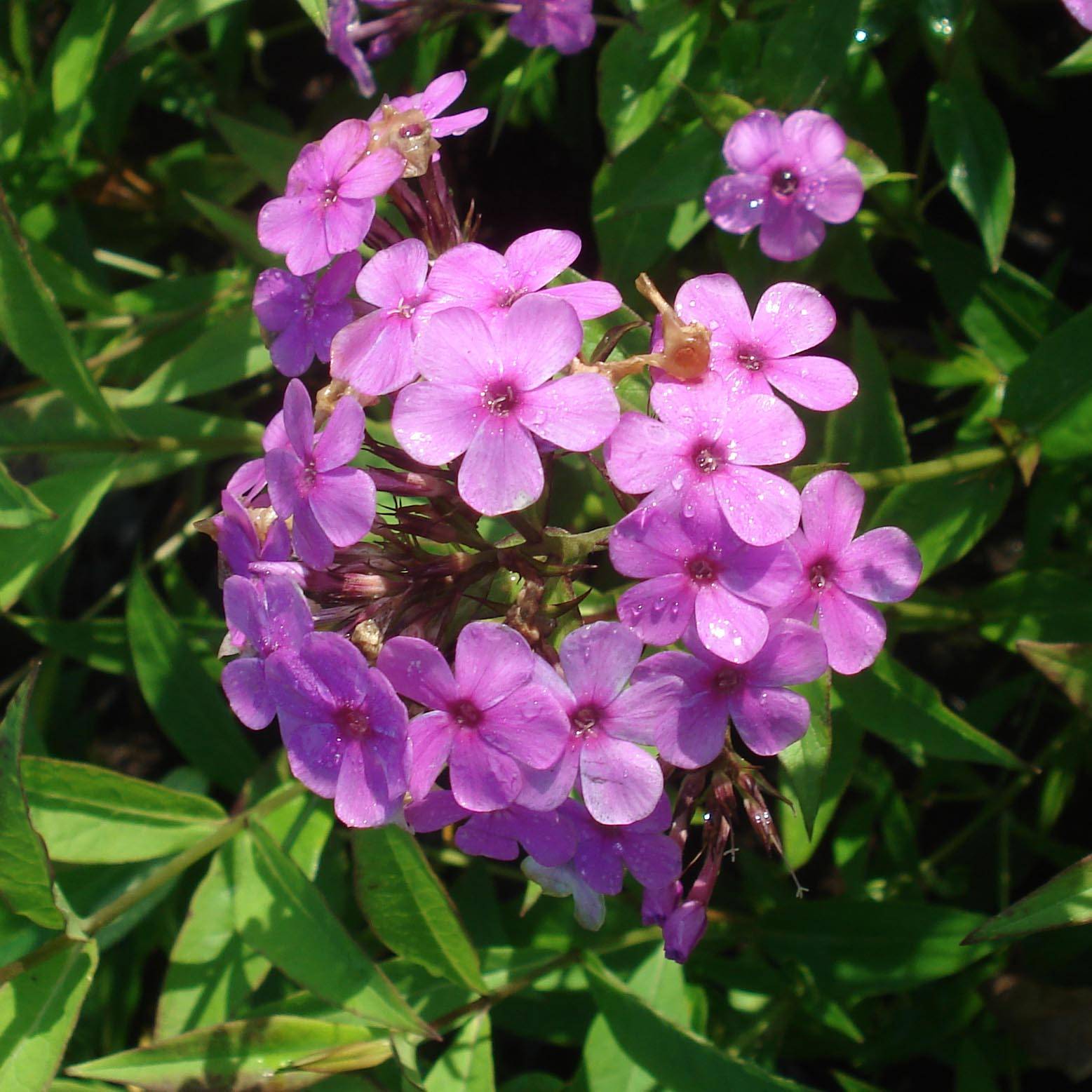 Promesse de Fleurs - Phlox paniculata Hesperis Godet de 8/9 cm