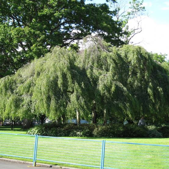 Bouleau verruqueux Youngii, Betula - Pot de 30L - Tige 12/14 - Image 2