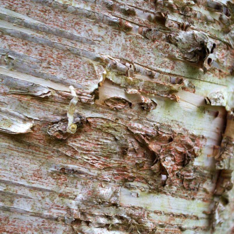 Bouleau verruqueux Youngii, Betula - Pot de 30L - Tige 12/14 - Image 5