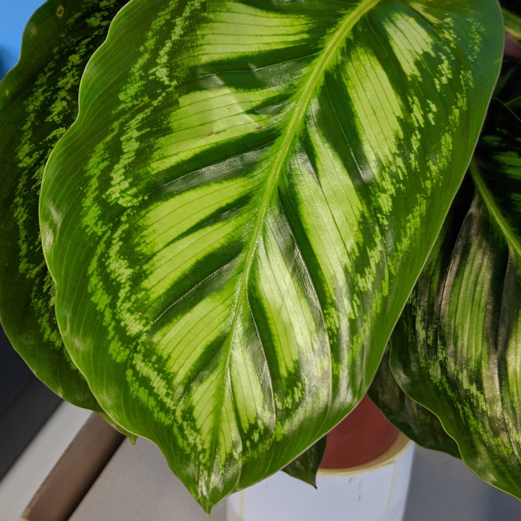 Gardenersdream - 1 X Calathea Flamestar À Feuilles Persistantes En Pot | Plante D'Intérieur Qualité Supérieure De 30 À 40 Cm - GardenersDream - Image 3