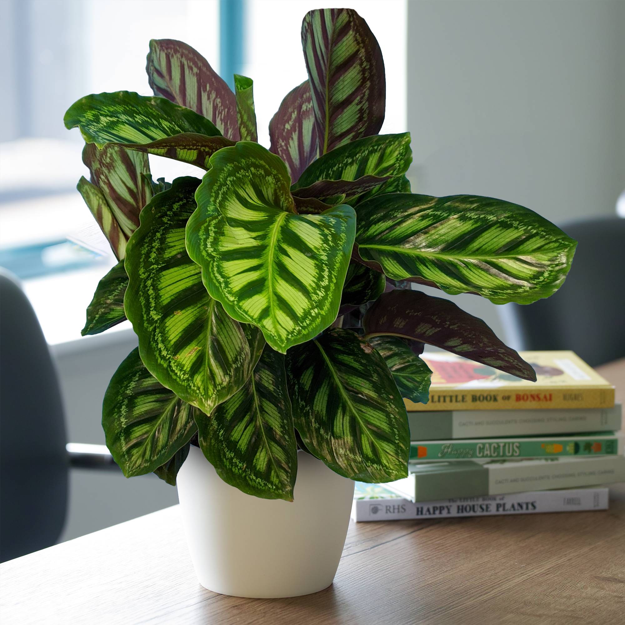 Gardenersdream - 1 X Calathea Flamestar À Feuilles Persistantes En Pot | Plante D'Intérieur Qualité Supérieure De 30 À 40 Cm - GardenersDream - Image 1
