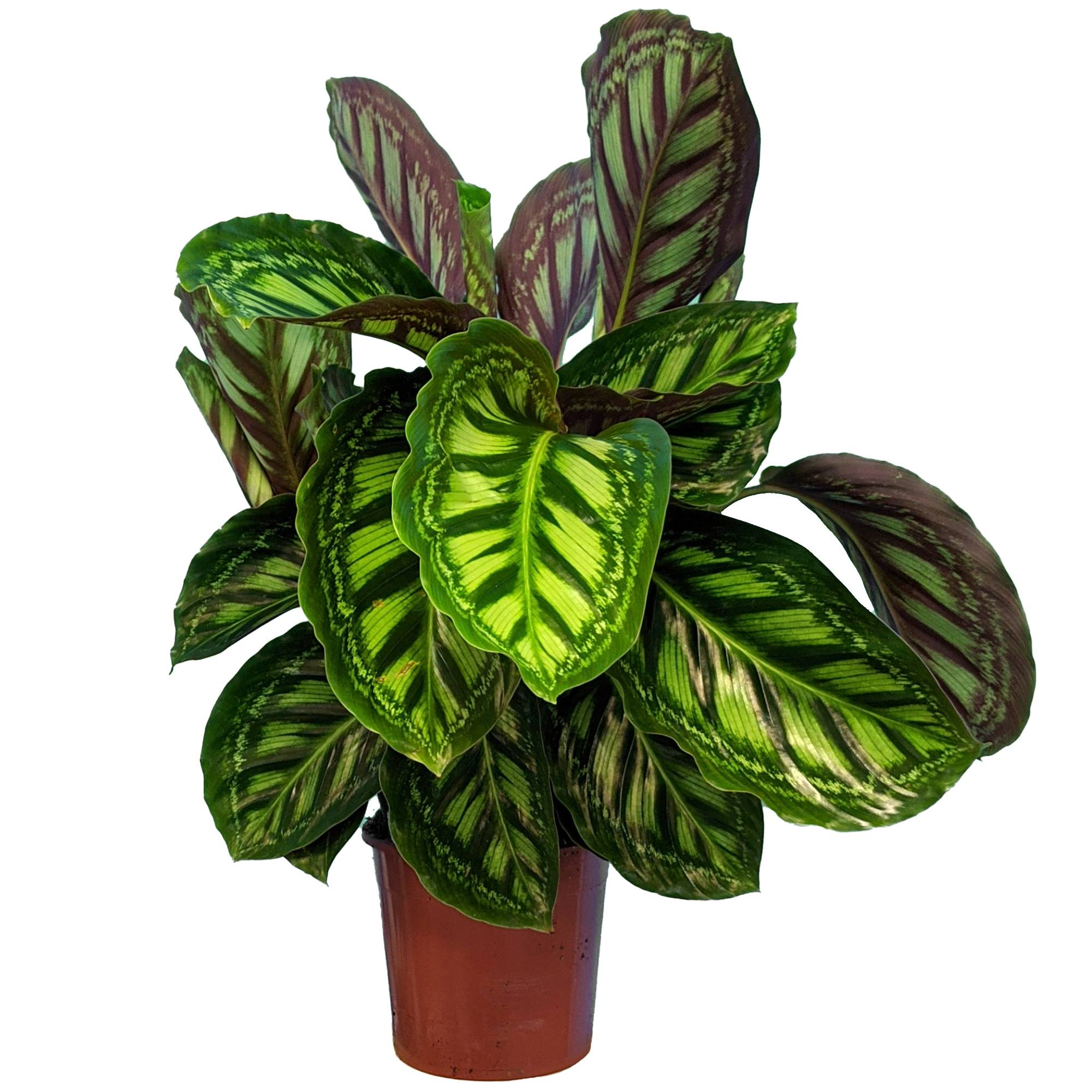 Gardenersdream - 1 X Calathea Flamestar À Feuilles Persistantes En Pot | Plante D'Intérieur Qualité Supérieure De 30 À 40 Cm - GardenersDream - Image 2