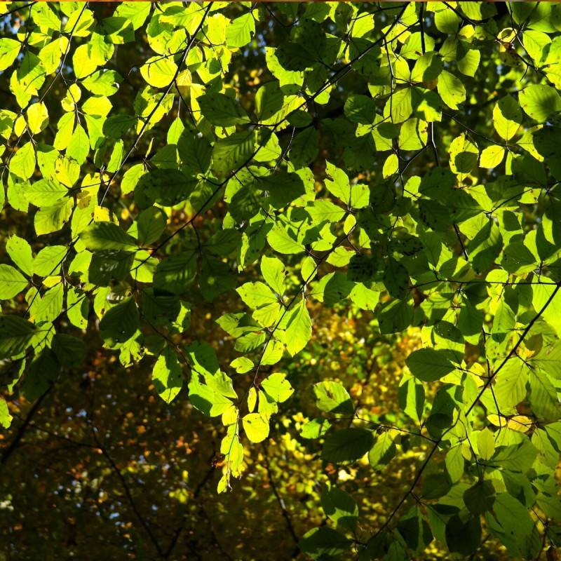 Hêtre lacinié, Fagus - Pot de 15L - Baliveau - Image 2