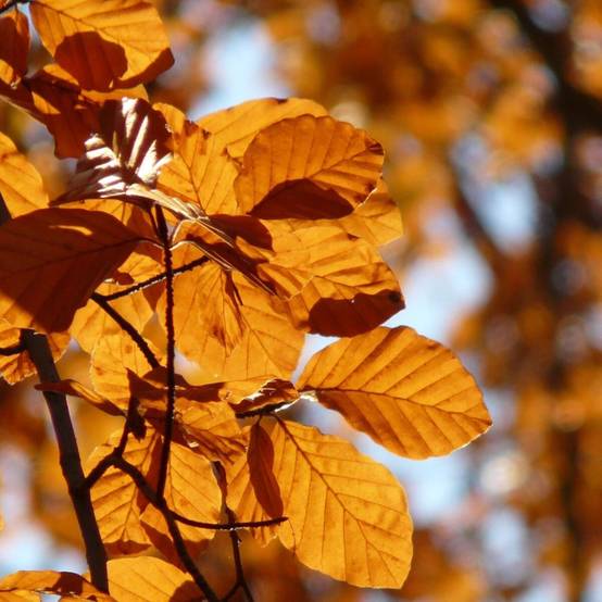 Hêtre lacinié, Fagus - Pot de 15L - Baliveau - Image 3