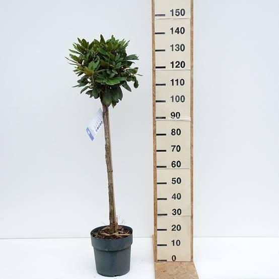 Rhododendron yakushimanum Anuschka - Rhododendron nain Pot de 7,5L/10L, Tige, Tige de 80 cm - Image 2