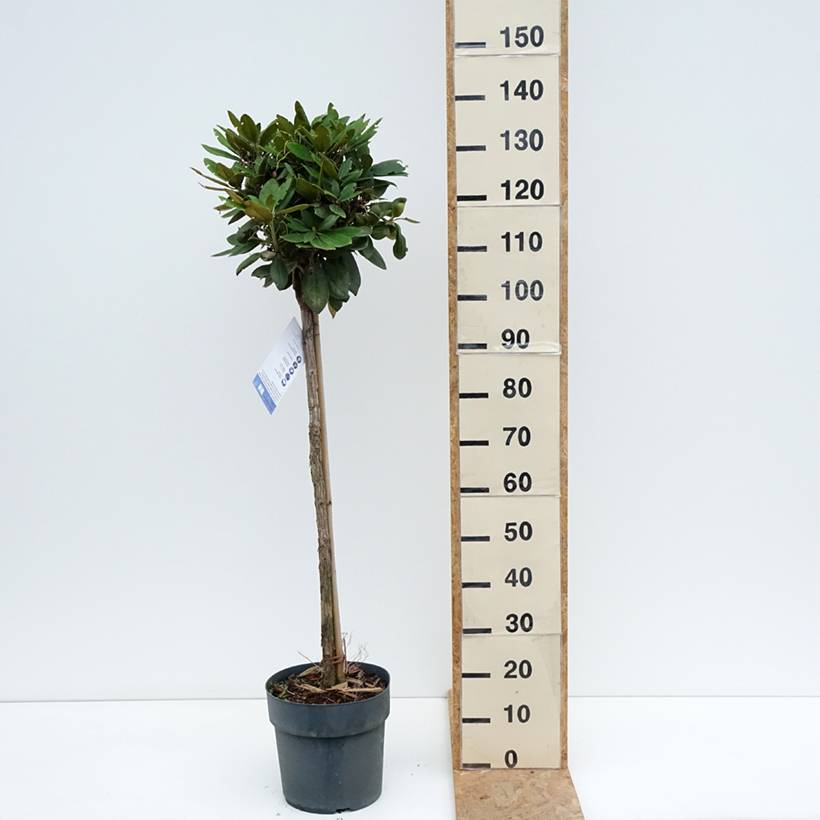 Rhododendron yakushimanum Anuschka - Rhododendron nain Pot de 7,5L/10L, Tige, Tige de 80 cm - Image 2