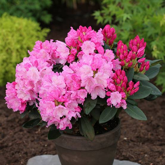 Rhododendron yakushimanum Anuschka - Rhododendron nain Pot de 7,5L/10L, Tige, Tige de 80 cm - Image 1