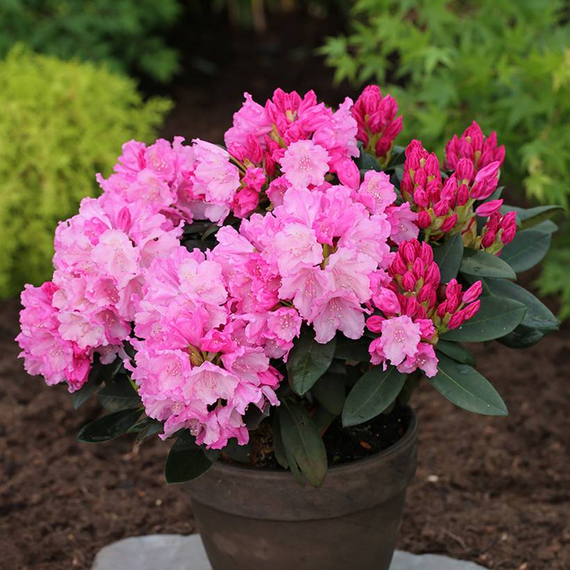 Rhododendron yakushimanum Anuschka - Rhododendron nain Pot de 7,5L/10L, Tige, Tige de 80 cm - Image 1