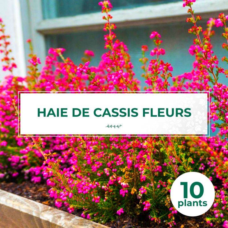 10 Groseilliers à fleurs (Ribes sanguineum) - Haie de Groseillier à fleurs - - Pépinières Naudet - Image 1