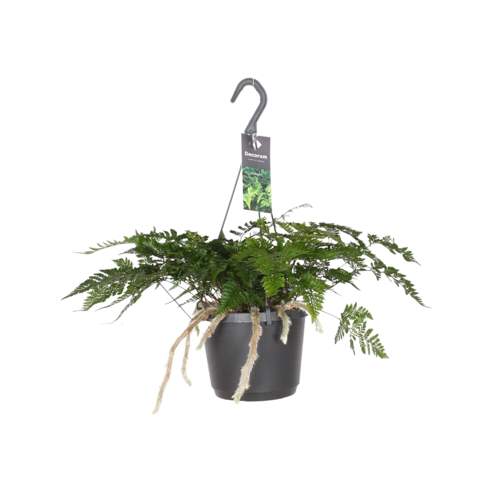 La Green Touch - Davallia Bullata - D17 H30cm