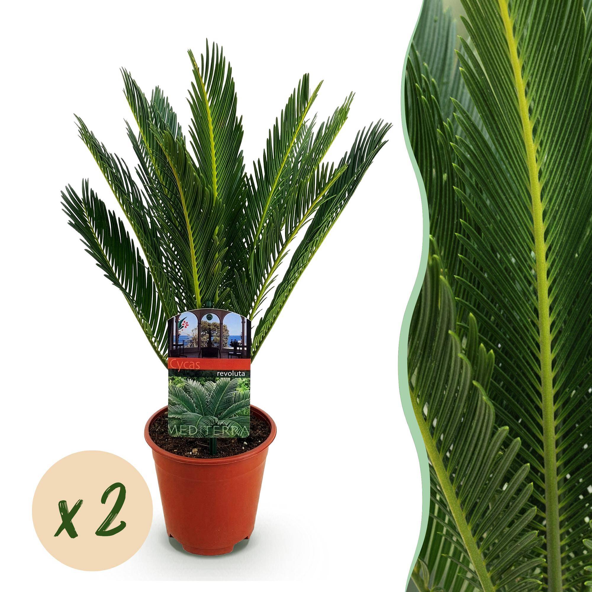 Cycas revoluta - Palmier - Pot de 15cm - Hauteur 45-55cm - 2 plantes - Plantes d'intérieur