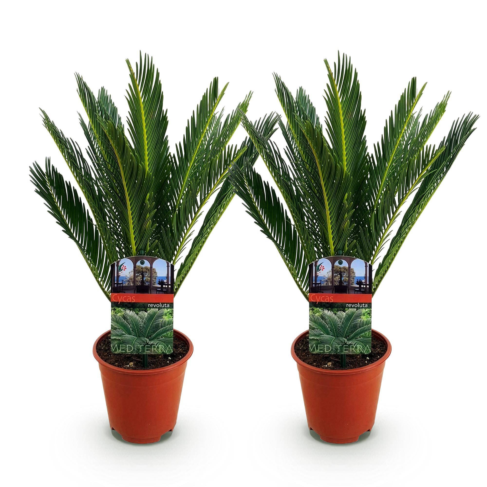 Cycas revoluta - Palmier - Pot de 15cm - Hauteur 45-55cm - 2 plantes - Plantes d'intérieur - Image 2