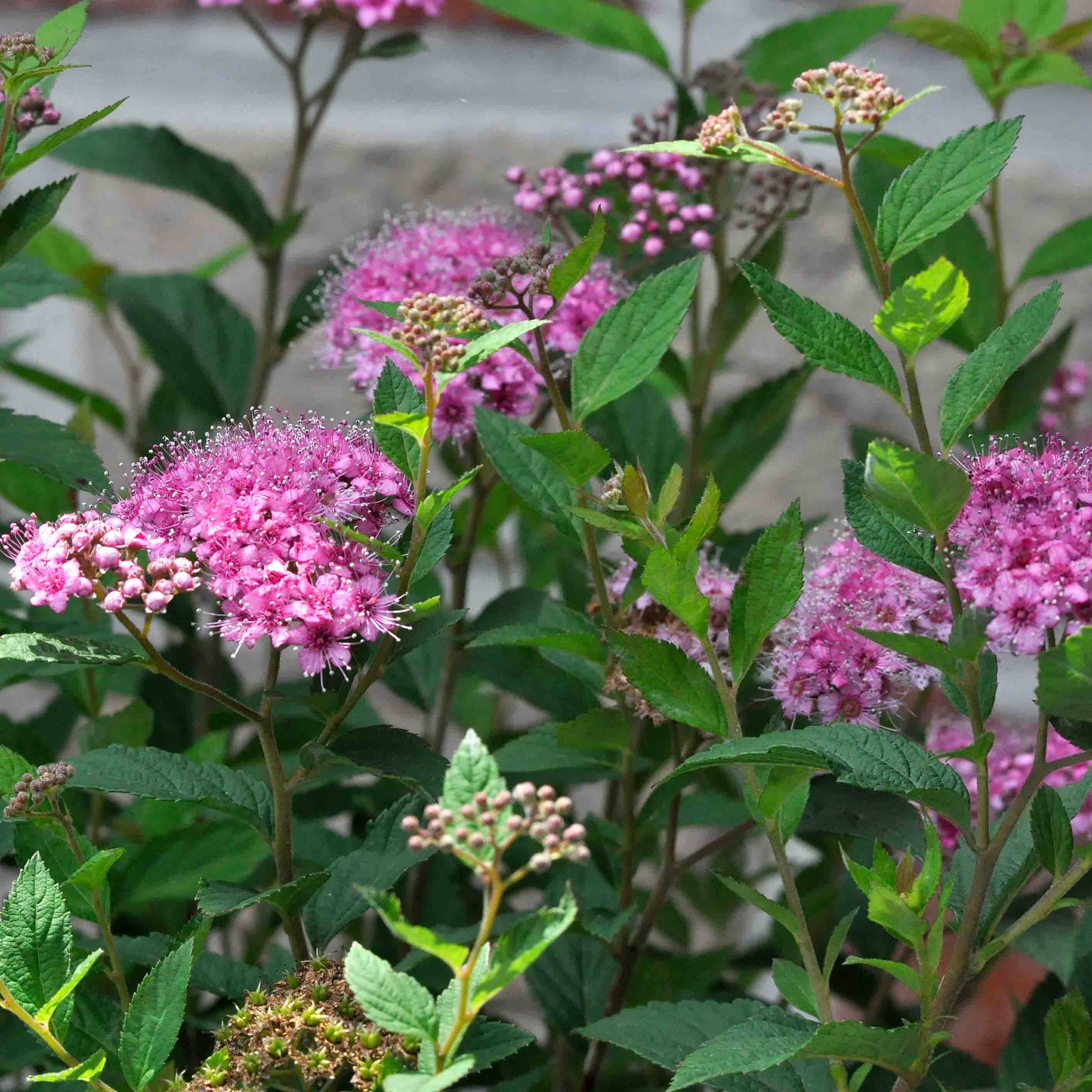 Promesse de Fleurs - Spirée japonaise Shirobana - Spiraea japonica Godet de 8/9 cm
