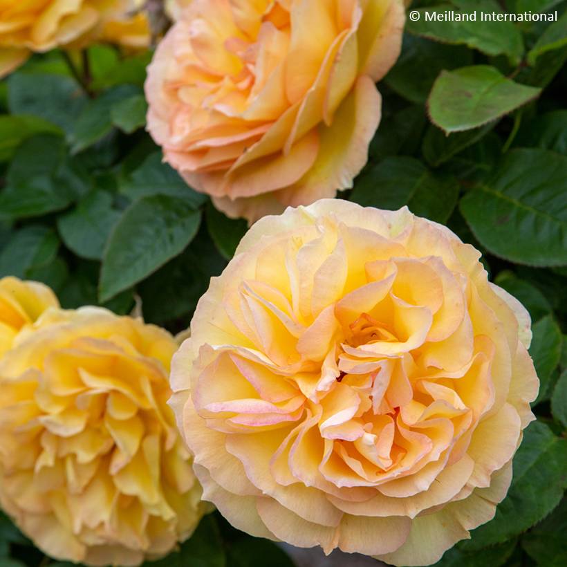 Promesse de Fleurs - Rosier à grandes fleurs Summertime Racines nues en motte