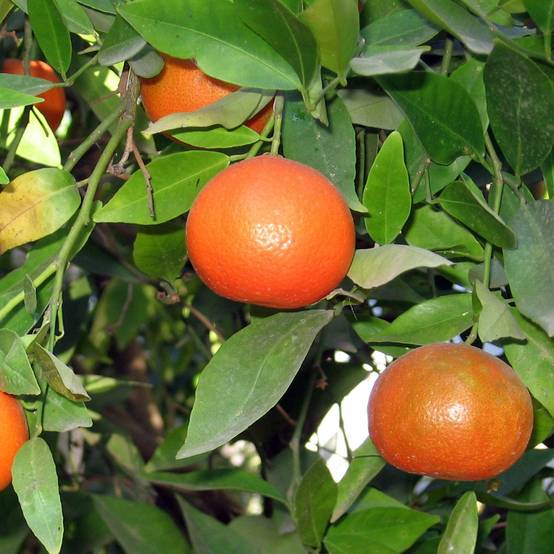 Clémentinier - Citrus clementina Pot de 4L/5L, 1/4 de tige